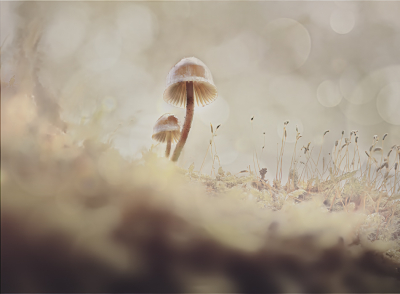 <i class='fa fa-user'></i> Niels Prinsen |  Graskleefsteelmycena  <i class='fa fa-eye'> 49</i>  <i class='fa fa-thumbs-up'> 1</i>   <i class='fa fa-comment-o'> 5</i>