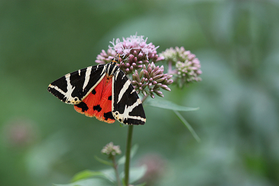 <i class='fa fa-user'></i> Paul Vandebroek |  Spaanse Vlag  <i class='fa fa-eye'> 27</i>  <i class='fa fa-thumbs-up'> 2</i>   <i class='fa fa-comment-o'> 2</i>