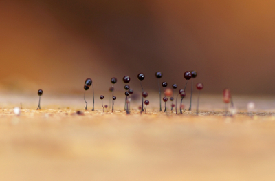 <i class='fa fa-user'></i>&nbsp;Jelle Bakker&nbsp;|  Langstelig Kroeskopje&nbsp; <i class='fa fa-eye'>&nbsp;103</i> &nbsp;<i class='fa fa-thumbs-up'>&nbsp;5</i> &nbsp; <i class='fa fa-comment-o'>&nbsp;8</i>