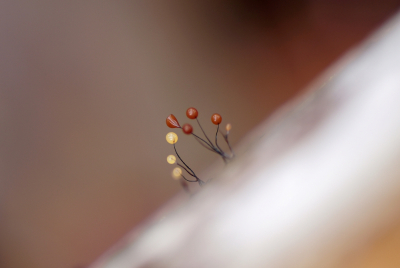 <i class='fa fa-user'></i>&nbsp;Jelle Bakker&nbsp;|  Langstelig Kroeskopje&nbsp; <i class='fa fa-eye'>&nbsp;66</i> &nbsp; <i class='fa fa-comment-o'>&nbsp;3</i>