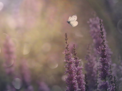 <i class='fa fa-user'></i> Niels Prinsen | Klein Geaderd Witje  <i class='fa fa-eye'> 75</i>  <i class='fa fa-thumbs-up'> 4</i>   <i class='fa fa-comment-o'> 13</i>