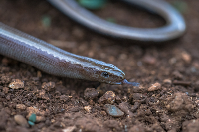 <i class='fa fa-user'></i>&nbsp;Willem Verhagen&nbsp;| Peloponnesoshazelworm&nbsp; <i class='fa fa-eye'>&nbsp;50</i> &nbsp; <i class='fa fa-comment-o'>&nbsp;3</i>