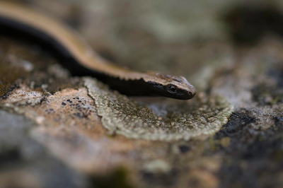 <i class='fa fa-user'></i>&nbsp;Willem Verhagen&nbsp;| Peloponnesoshazelworm&nbsp; <i class='fa fa-eye'>&nbsp;48</i> &nbsp; <i class='fa fa-comment-o'>&nbsp;1</i>