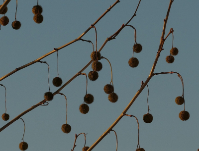 <i class='fa fa-user'></i> frbeuming |  Gewone Plataan  <i class='fa fa-eye'> 40</i>   <i class='fa fa-comment-o'> 1</i>