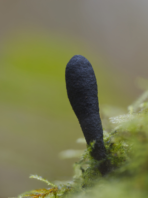 <i class='fa fa-user'></i> janvangastel |  Esdoornhoutknotszwam  <i class='fa fa-eye'> 37</i>   <i class='fa fa-comment-o'> 2</i>