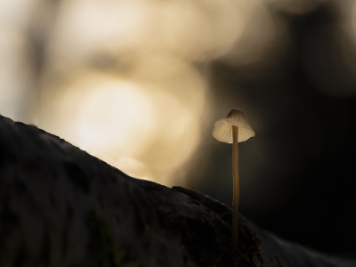 <i class='fa fa-user'></i> Niels Prinsen |  Helmmycena  <i class='fa fa-eye'> 38</i>   <i class='fa fa-comment-o'> 3</i>