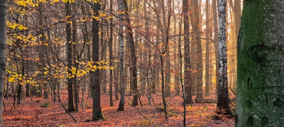 <i class='fa fa-user'></i> guidomwm |  Landschap , de bladeren van de bomen  <i class='fa fa-eye'> 62</i>   <i class='fa fa-comment-o'> 8</i>