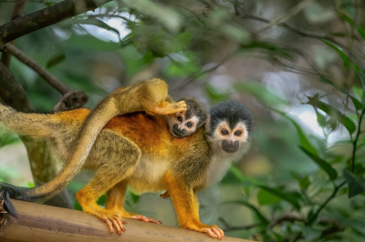 <i class='fa fa-user'></i> JeroenAsilia |  Zwartkop Doodshoofdaapje  <i class='fa fa-eye'> 40</i>  <i class='fa fa-thumbs-up'> 4</i>   <i class='fa fa-comment-o'> 3</i>