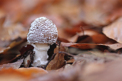 <i class='fa fa-user'></i> Paul Vandebroek |  Panteramaniet  <i class='fa fa-eye'> 31</i>  <i class='fa fa-thumbs-up'> 2</i>   <i class='fa fa-comment-o'> 2</i>