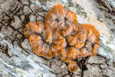 <i class='fa fa-user'></i> Johan van Gurp |  Oranje Aderzwam  <i class='fa fa-eye'> 30</i>  <i class='fa fa-thumbs-up'> 1</i>   <i class='fa fa-comment-o'> 2</i>