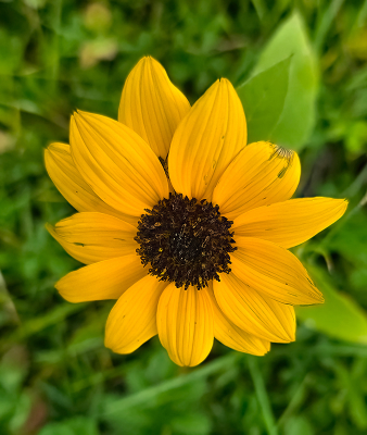 <i class='fa fa-user'></i> guidomwm |  Zonnebloem  <i class='fa fa-eye'> 17</i>   <i class='fa fa-comment-o'> 2</i>