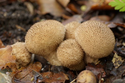 <i class='fa fa-user'></i> Jelle Bakker |  Zwartwordende Stuifzwam  <i class='fa fa-eye'> 20</i>   <i class='fa fa-comment-o'> 0</i>