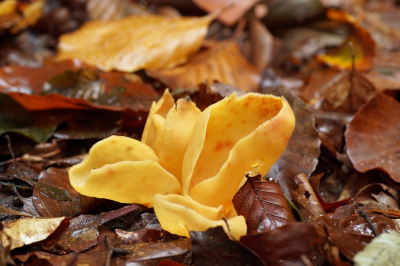 <i class='fa fa-user'></i> Jelle Bakker |  Gewoon Varkensoor  <i class='fa fa-eye'> 28</i>   <i class='fa fa-comment-o'> 2</i>