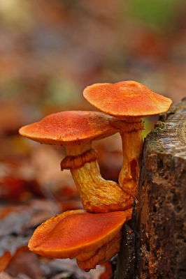 <i class='fa fa-user'></i> Cor |  Prachtvlamhoed  <i class='fa fa-eye'> 35</i>  <i class='fa fa-thumbs-up'> 5</i>   <i class='fa fa-comment-o'> 5</i>