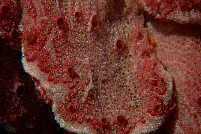 <i class='fa fa-user'></i> A. Soeting |  Slingerzakpijp  <i class='fa fa-eye'> 6</i>   <i class='fa fa-comment-o'> 0</i>