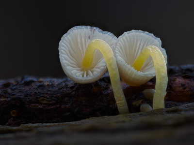 <i class='fa fa-user'></i> janvangastel |  Graskleefsteelmycena  <i class='fa fa-eye'> 9</i>  <i class='fa fa-thumbs-up'> 1</i>   <i class='fa fa-comment-o'> 0</i>