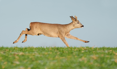 <i class='fa fa-user'></i> Jurgen Maassen |  Ree  <i class='fa fa-eye'> 38</i>   <i class='fa fa-comment-o'> 3</i>