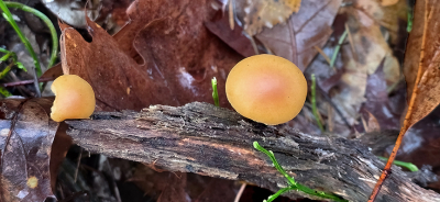 <i class='fa fa-user'></i> guidomwm |  Dennenvlamhoed  <i class='fa fa-eye'> 22</i>   <i class='fa fa-comment-o'> 2</i>