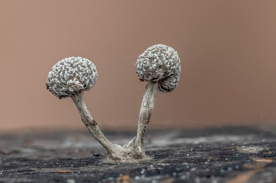 <i class='fa fa-user'></i> Johan van Gurp |  Beukenkorrelkopje  <i class='fa fa-eye'> 42</i>  <i class='fa fa-thumbs-up'> 2</i>   <i class='fa fa-comment-o'> 3</i>