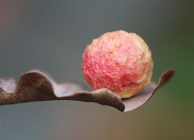 <i class='fa fa-user'></i> Paul Vandebroek |  Galappelwesp  <i class='fa fa-eye'> 59</i>  <i class='fa fa-thumbs-up'> 6</i>   <i class='fa fa-comment-o'> 9</i>