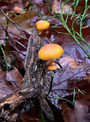 <i class='fa fa-user'></i> guidomwm |  Dennenvlamhoed  <i class='fa fa-eye'> 28</i>   <i class='fa fa-comment-o'> 4</i>