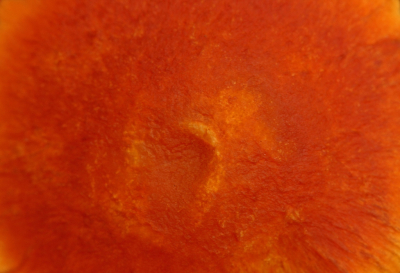 <i class='fa fa-user'></i> Cor |  Prachtvlamhoed  <i class='fa fa-eye'> 48</i>   <i class='fa fa-comment-o'> 7</i>