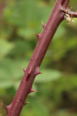 <i class='fa fa-user'></i> frbeuming |  Gewone Braam  <i class='fa fa-eye'> 35</i>   <i class='fa fa-comment-o'> 1</i>