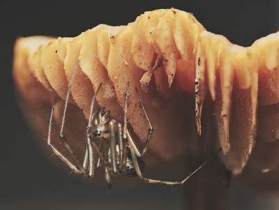 <i class='fa fa-user'></i> Niels Prinsen |  Grote Trilspin  <i class='fa fa-eye'> 33</i>  <i class='fa fa-thumbs-up'> 1</i>   <i class='fa fa-comment-o'> 2</i>