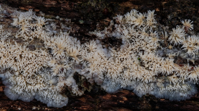 <i class='fa fa-user'></i> Johan van Gurp |  Gele Stekelkorstzwam  <i class='fa fa-eye'> 24</i>   <i class='fa fa-comment-o'> 3</i>