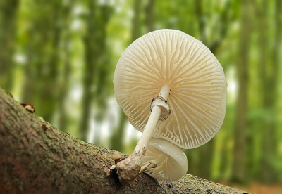 <i class='fa fa-user'></i> Nel R |  Porseleinzwam  <i class='fa fa-eye'> 29</i>  <i class='fa fa-thumbs-up'> 4</i>   <i class='fa fa-comment-o'> 4</i>