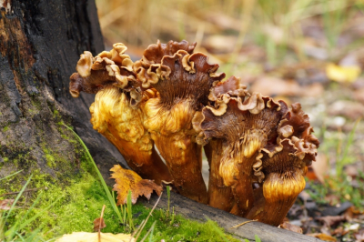 <i class='fa fa-user'></i> Jelle Bakker |  Gewone Zwavelkop  <i class='fa fa-eye'> 52</i>   <i class='fa fa-comment-o'> 5</i>