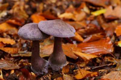 <i class='fa fa-user'></i> Jelle Bakker |  Violette Gordijnzwam  <i class='fa fa-eye'> 14</i>   <i class='fa fa-comment-o'> 0</i>