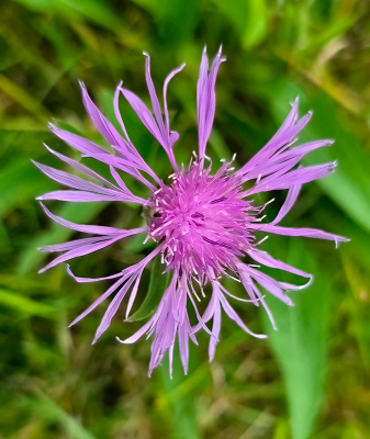 <i class='fa fa-user'></i> guidomwm |  Knoopkruid  <i class='fa fa-eye'> 25</i>   <i class='fa fa-comment-o'> 5</i>