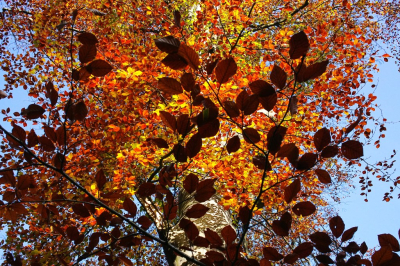 <i class='fa fa-user'></i> hesterb |  Beuk  <i class='fa fa-eye'> 31</i>   <i class='fa fa-comment-o'> 3</i>