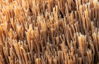 <i class='fa fa-user'></i> David |  Kroontjesknotszwam  <i class='fa fa-eye'> 34</i>   <i class='fa fa-comment-o'> 2</i>