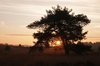 <i class='fa fa-user'></i> nelappelmelk |  De zon  <i class='fa fa-eye'> 21</i>   <i class='fa fa-comment-o'> 0</i>