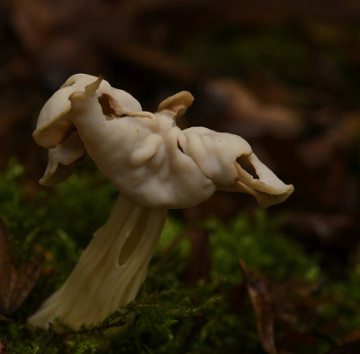 <i class='fa fa-user'></i> ricootten |  Witte Kluifzwam  <i class='fa fa-eye'> 19</i>   <i class='fa fa-comment-o'> 0</i>