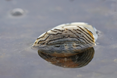 <i class='fa fa-user'></i> Nel R |  Filipijnse Tapijtschelp  <i class='fa fa-eye'> 31</i>   <i class='fa fa-comment-o'> 0</i>