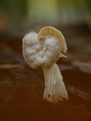 <i class='fa fa-user'></i> janvangastel |  Witte Kluifzwam  <i class='fa fa-eye'> 20</i>  <i class='fa fa-thumbs-up'> 1</i>   <i class='fa fa-comment-o'> 1</i>