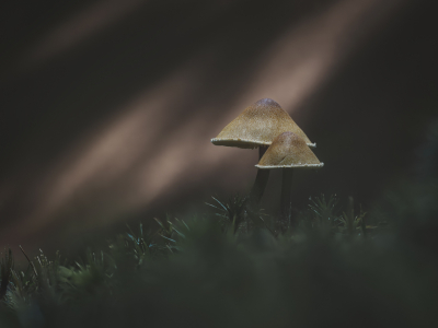 <i class='fa fa-user'></i> Niels Prinsen |  Okergele Korrelhoed  <i class='fa fa-eye'> 27</i>  <i class='fa fa-thumbs-up'> 2</i>   <i class='fa fa-comment-o'> 2</i>