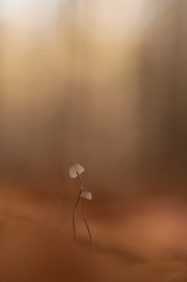 <i class='fa fa-user'></i> daan de vos |  Mycena sp  <i class='fa fa-eye'> 17</i>   <i class='fa fa-comment-o'> 0</i>