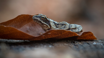 <i class='fa fa-user'></i> Johan van Gurp |  Bruine Kikker  <i class='fa fa-eye'> 23</i>   <i class='fa fa-comment-o'> 0</i>