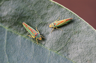 <i class='fa fa-user'></i> Paul Vandebroek |  Rhododendroncicade  <i class='fa fa-eye'> 9</i>   <i class='fa fa-comment-o'> 0</i>