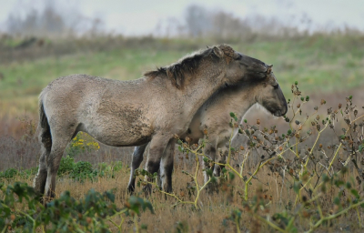 <i class='fa fa-user'></i> ricootten |  Konik  <i class='fa fa-eye'> 9</i>   <i class='fa fa-comment-o'> 0</i>