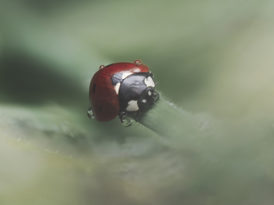 <i class='fa fa-user'></i> Niels Prinsen |  Lieveheersbeestje  <i class='fa fa-eye'> 6</i>   <i class='fa fa-comment-o'> 0</i>