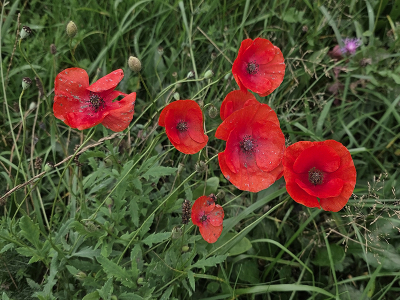 <i class='fa fa-user'></i> guidomwm |  Papaver  <i class='fa fa-eye'> 17</i>   <i class='fa fa-comment-o'> 0</i>