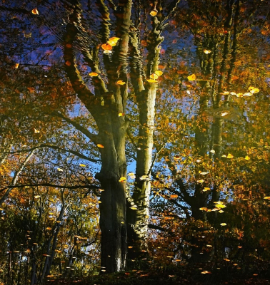 <i class='fa fa-user'></i> hesterb |  Herfstspiegeling  <i class='fa fa-eye'> 24</i>   <i class='fa fa-comment-o'> 1</i>