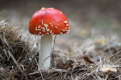 <i class='fa fa-user'></i> Paul Vandebroek |  Vliegenzwam  <i class='fa fa-eye'> 22</i>   <i class='fa fa-comment-o'> 3</i>