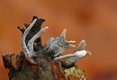 <i class='fa fa-user'></i> Cor |  Geweizwam  <i class='fa fa-eye'> 20</i>   <i class='fa fa-comment-o'> 0</i>