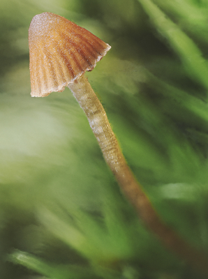 <i class='fa fa-user'></i> Niels Prinsen |  Groot Mosklokje  <i class='fa fa-eye'> 31</i>   <i class='fa fa-comment-o'> 1</i>